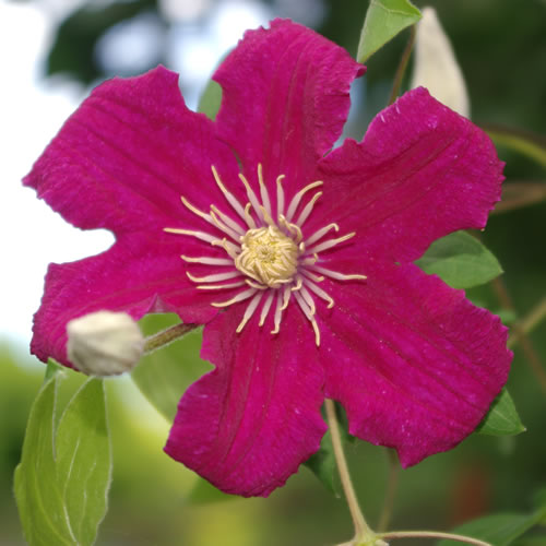 Clematis hybrida Barbara Harrington